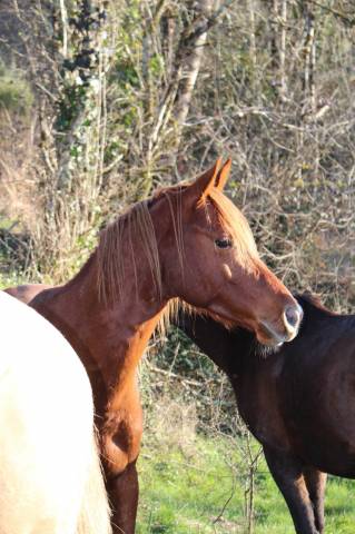 Caballo castrado Pura Sangre Arabe En venta 2020 Alaz&aacute;n por AVALON CRAZY