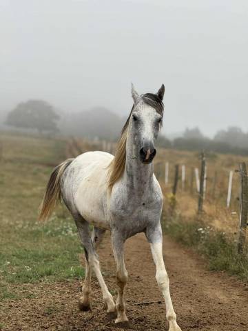 Semental Origine Constat&eacute;e En venta 2017 P&iacute;o por GP DAKOTA DANCER (USA)