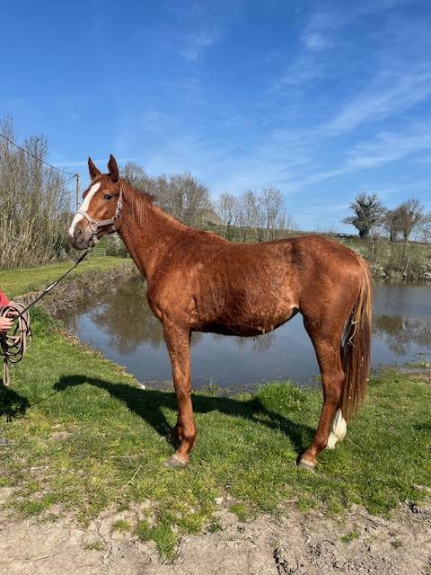 Potranca Silla Franc&eacute;s En venta 2024 Alaz&aacute;n por ROY DE LA VALLEE