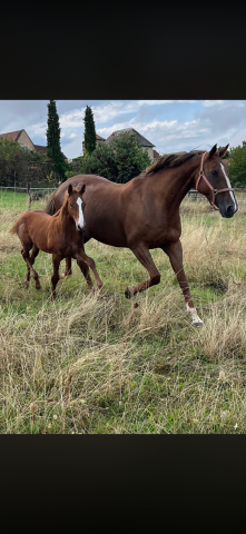 Yegua Silla Franc&eacute;s En venta 2010 Alaz&aacute;n tostado por Nippon d&rsquo;elle