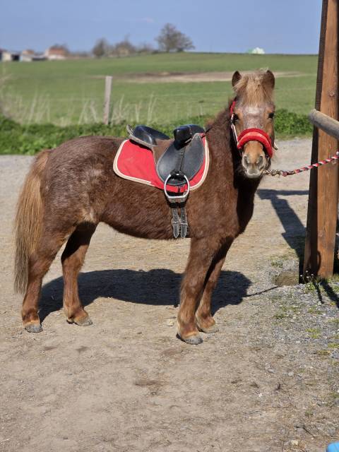 Yegua Origen No Constatado En venta 2025 Alaz&aacute;n