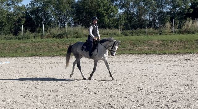 Caballo castrado PFS Poni Fran&ccedil;&eacute;s de Silla En venta 2020 Tordo