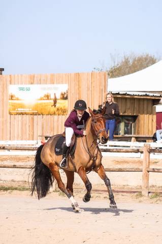 Yegua Silla Franc&eacute;s En venta 2021 Bayo