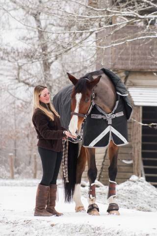 Caballo castrado Silla Franc&eacute;s En venta 2018 Bayo por Jo de la Barde