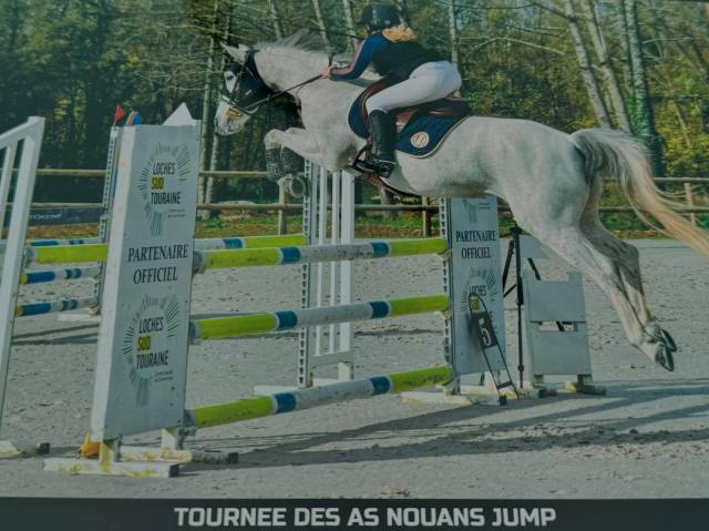 Yegua Welsh Part Bred En venta 2015 Tordo