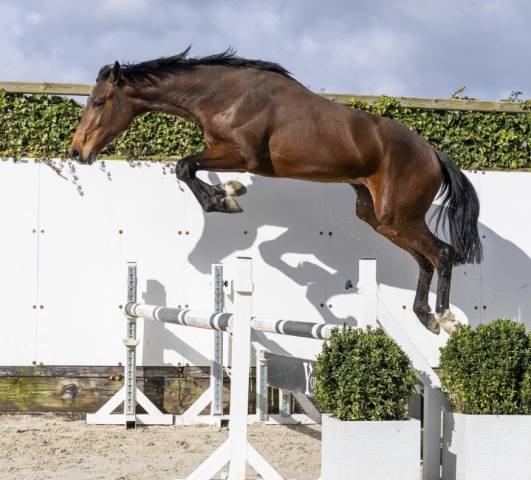 Caballo entero BWP Caballo de Sangre Belga En venta 2024 Bayo por &Eacute;quitron Naxcel V