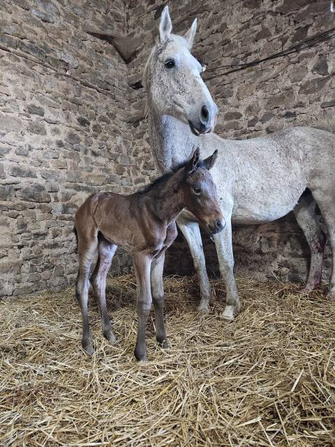 Potranca Silla Franc&eacute;s En venta 2026 Bayo moreno por HEROE DE CAFENY
