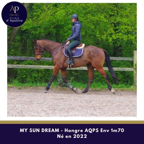 Caballo castrado AQPS En venta 2022 Bayo