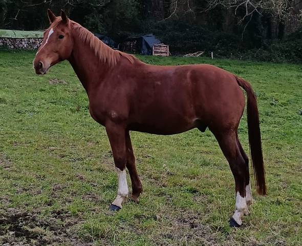 Caballo castrado Silla Franc&eacute;s En venta 2013 Alaz&aacute;n por DIAMANT DE SEMILLY