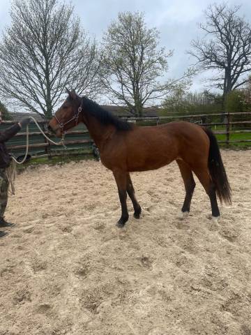 Yegua Zangersheide En venta 2024 Bayo por Conte Bellini