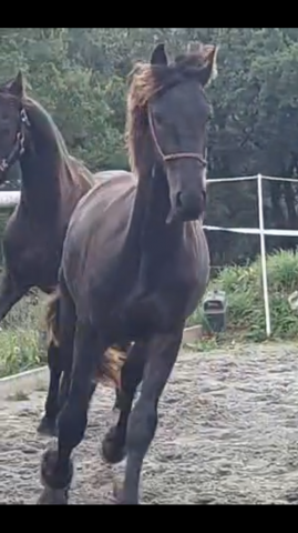 Caballo entero Fris&oacute;n En venta 2025 Negro por MAURUS 441
