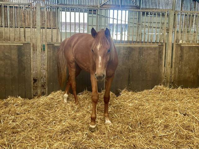 Yegua Zangersheide En venta 2024 Alaz&aacute;n