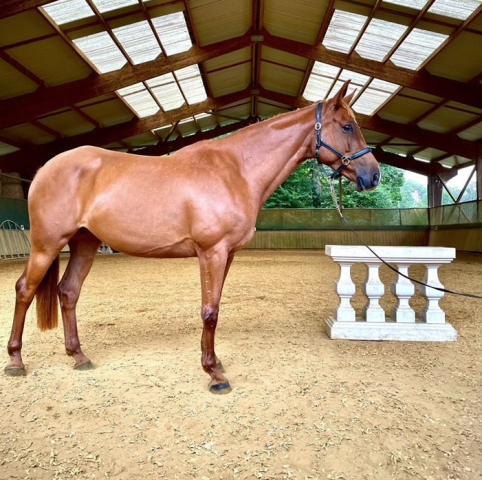 Yegua Silla Franc&eacute;s En venta 2016 Alaz&aacute;n