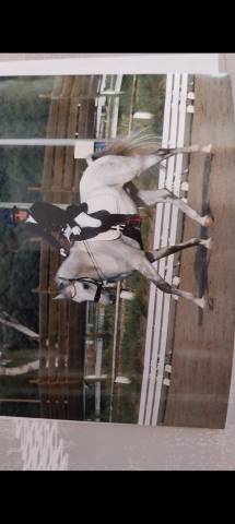 Caballo castrado Lusitano En venta 2015 Blanco por CANTOR JME PT