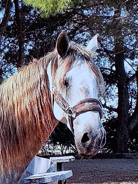 Caballo castrado Lusitano En venta 2015 Blanco por CANTOR JME PT