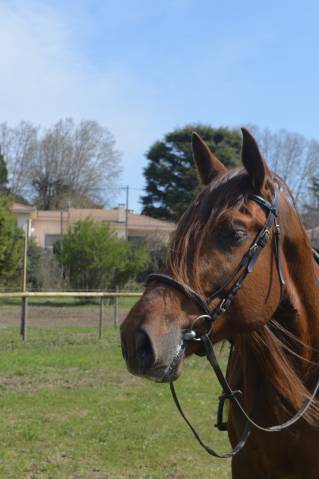 Caballo entero PRE Pura Raza Espa&ntilde;ola En venta 2021 Alaz&aacute;n por Maximo Onix (Palomino &mdash; 2017)
