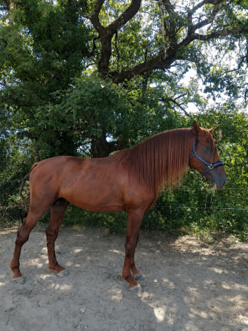 Caballo entero PRE Pura Raza Espa&ntilde;ola En venta 2021 Alaz&aacute;n por Maximo Onix (Palomino &mdash; 2017)
