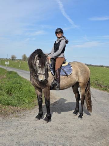 Caballo castrado PRE Pura Raza Espa&ntilde;ola En venta 2022 Isabelo