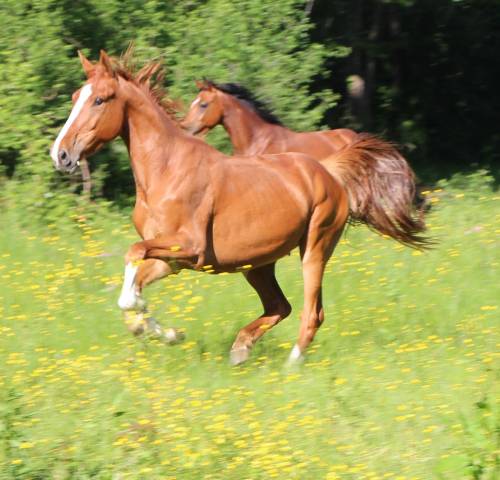 Caballo castrado Silla Franc&eacute;s En venta 2021 Alaz&aacute;n
