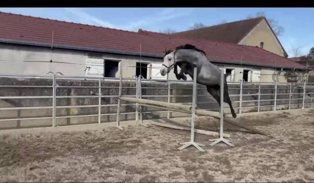 Caballo entero Silla Franc&eacute;s En venta 2022 Tordo por Catchar Mail