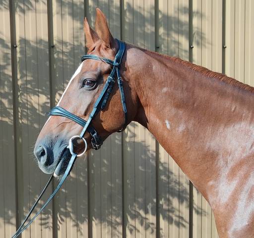 Yegua Silla Franc&eacute;s Pr&eacute;stamo 2014 Alaz&aacute;n tostado