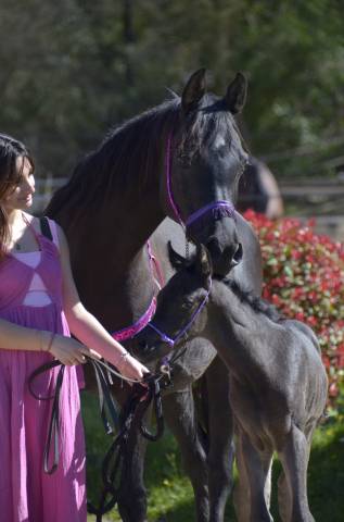 Potranca Pura Sangre Arabe En venta 2026 Negro