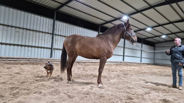 Vendo potro alaz&aacute;n tostado 