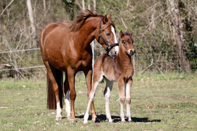 Potro PFS Poni Fran&ccedil;&eacute;s de Silla En venta 2026 Bayo moreno por RM Most Beautiful Boy
