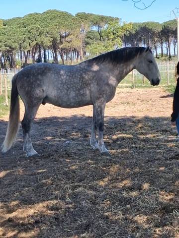 Caballo castrado Lusitano En venta 2015 Tordo
