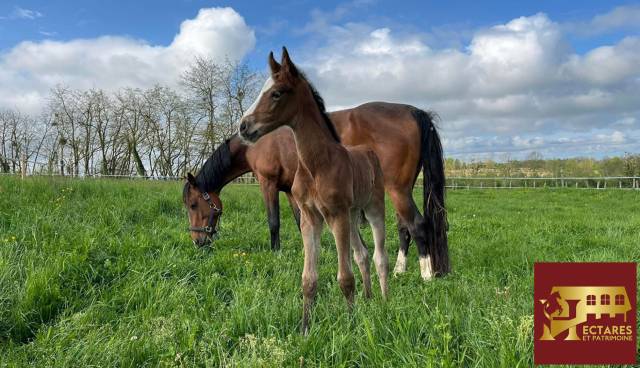 Cuadra de propietarios En venta Is&egrave;re