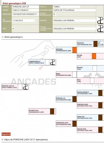 Yegua CDE con potro Appaloosa