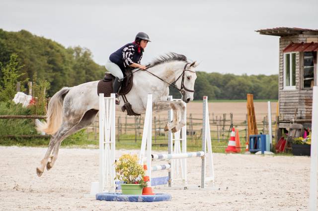 Caballo castrado Caballo de Deporte Irland&eacute;s En venta 2022 Tordo por Don vhp z
