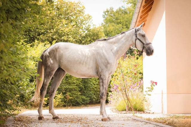 Caballo castrado Caballo de Deporte Irland&eacute;s En venta 2022 Tordo por Don vhp z