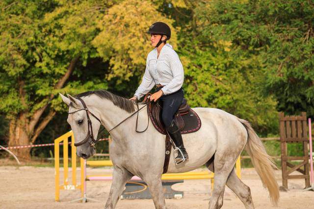Caballo castrado Caballo de Deporte Irland&eacute;s En venta 2022 Tordo por Don vhp z