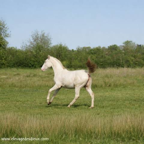 Potranca Crema En venta 2025 Crema por ICE DREAM ONE