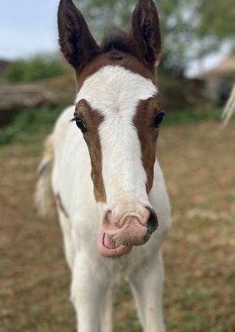 Potro Silla Franc&eacute;s En venta 2026 P&iacute;o