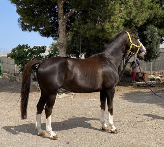 YEGUA HANNOVERIANA (SANCISCO, SANDRO HIT - LONDONDERRY)