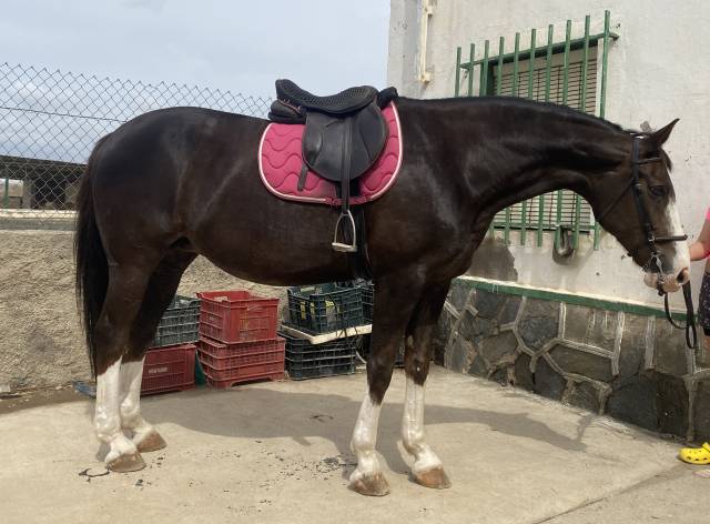 YEGUA HANNOVERIANA (SANCISCO, SANDRO HIT - LONDONDERRY)
