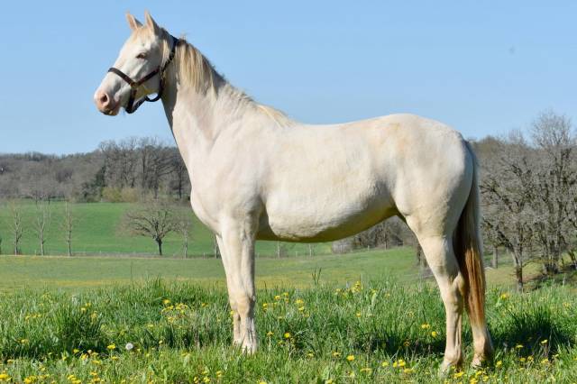 Yegua Silla Franc&eacute;s En venta 2024 Perlino
