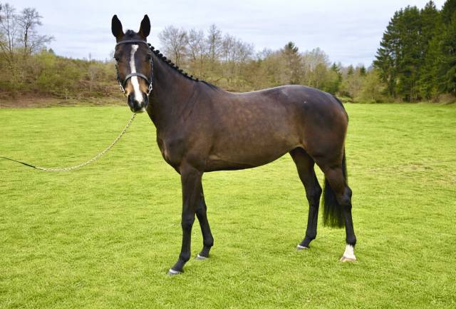 Yegua Zangersheide En venta 2020 Bayo