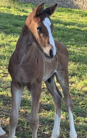 Potro Silla Franc&eacute;s En venta 2026 Bayo por Consul dl vie 