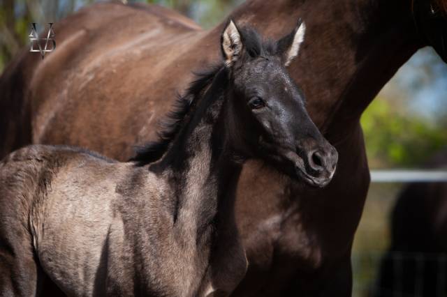 Potranca PRE Pura Raza Espa&ntilde;ola En venta 2026 Negro por MONJE II