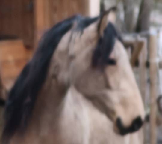 Yegua Lusitano En venta 2020 Isabelo