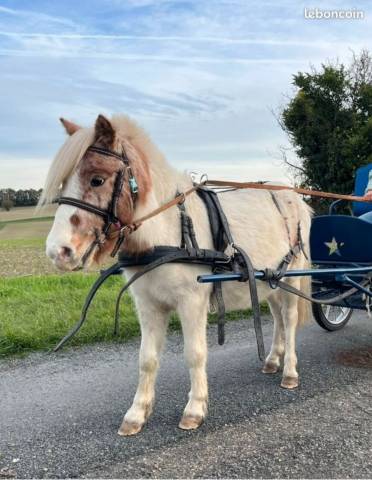 Caballo castrado Shetland En venta 2023 P&iacute;o