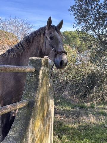 Caballo entero Lusitano En venta 2023 Tordo