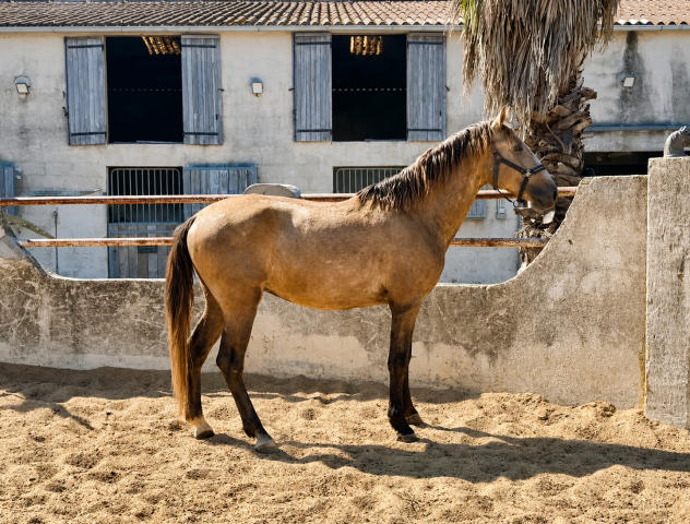 Caballo entero Lusitano En venta 2023 Tordo