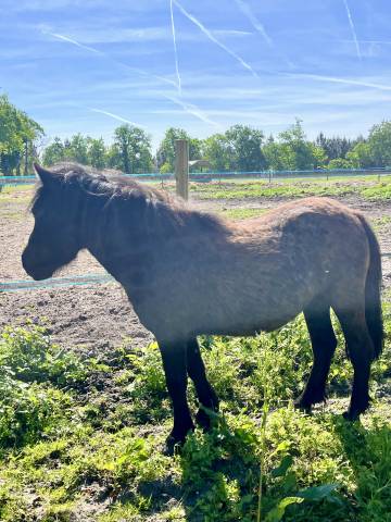 Potranca Origine Constat&eacute;e En venta 2023 Bayo