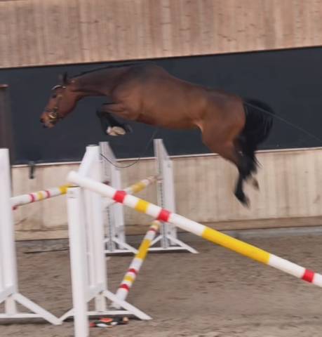 Yegua Zangersheide En venta 2022 Bayo moreno