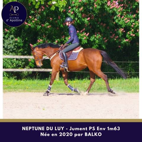 Yegua Pura Sangre En venta 2020 Bayo por balko