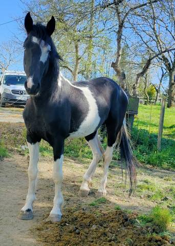 Caballo entero Barock Pinto En venta 2021 P&iacute;o por Harry des marleres